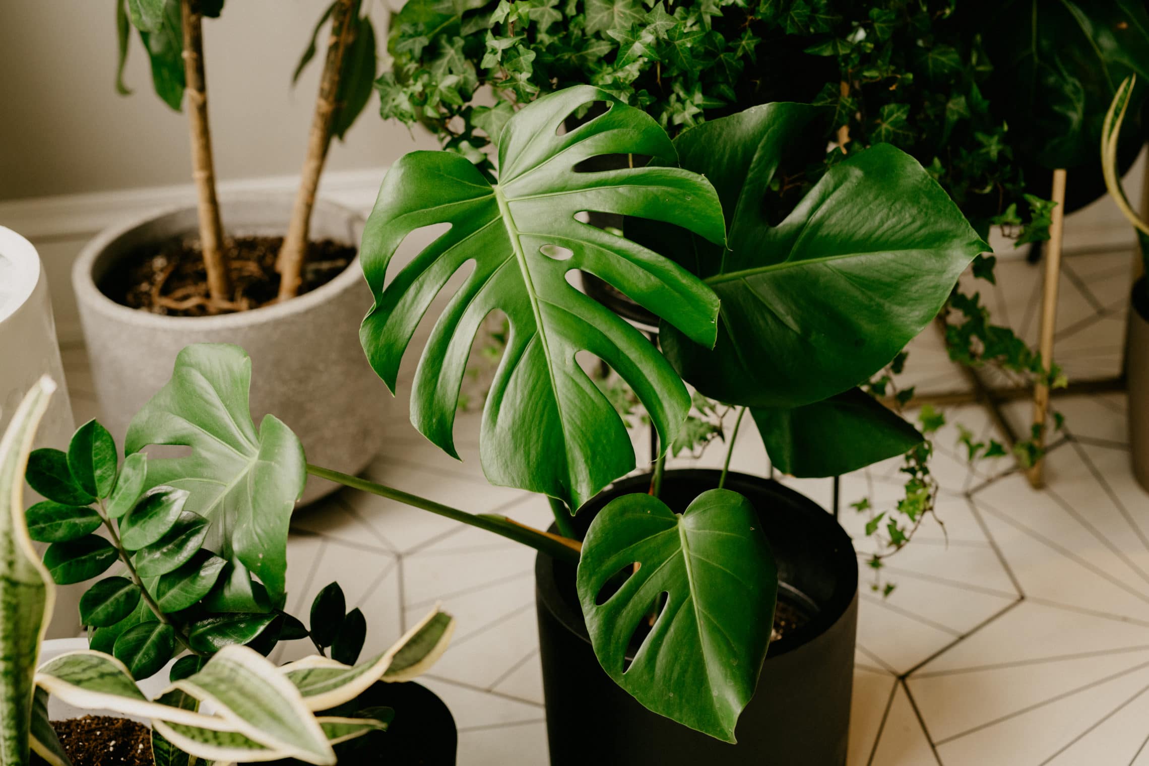 Monstera plant