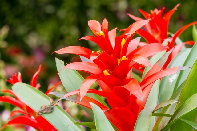 Scarlet Star Bromeliad plants