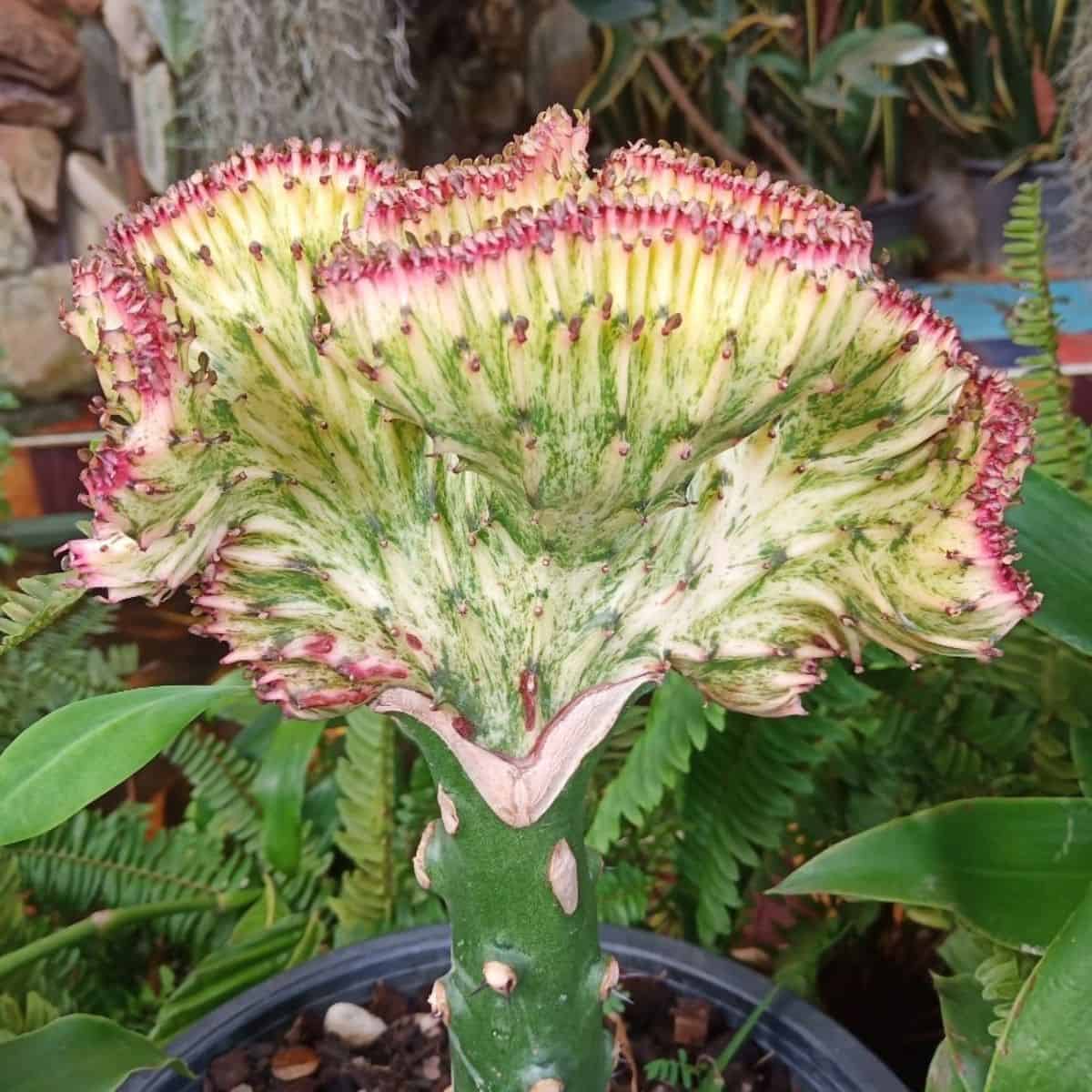 Euphorbia lactea cristata plant