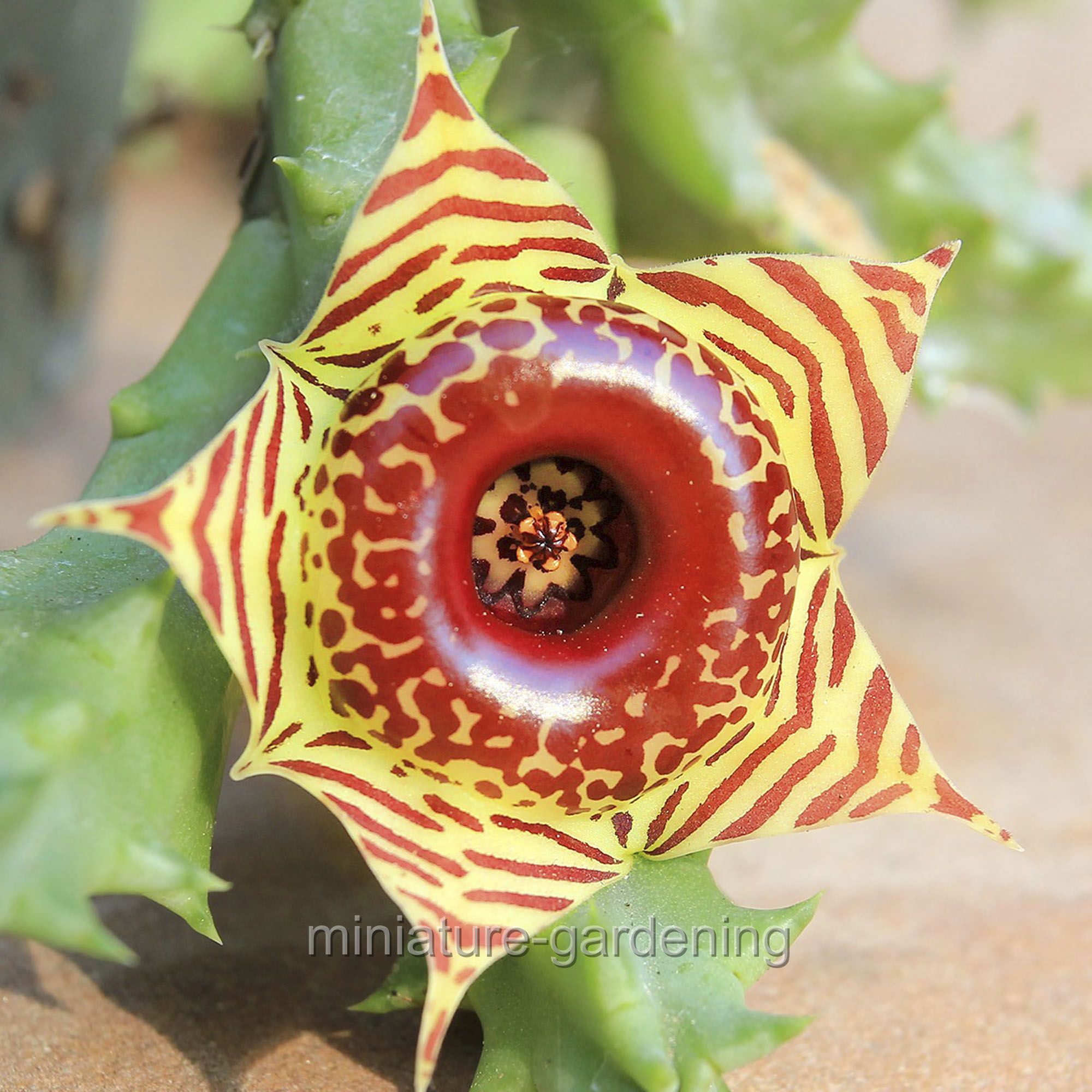 lifesaver cactus plant