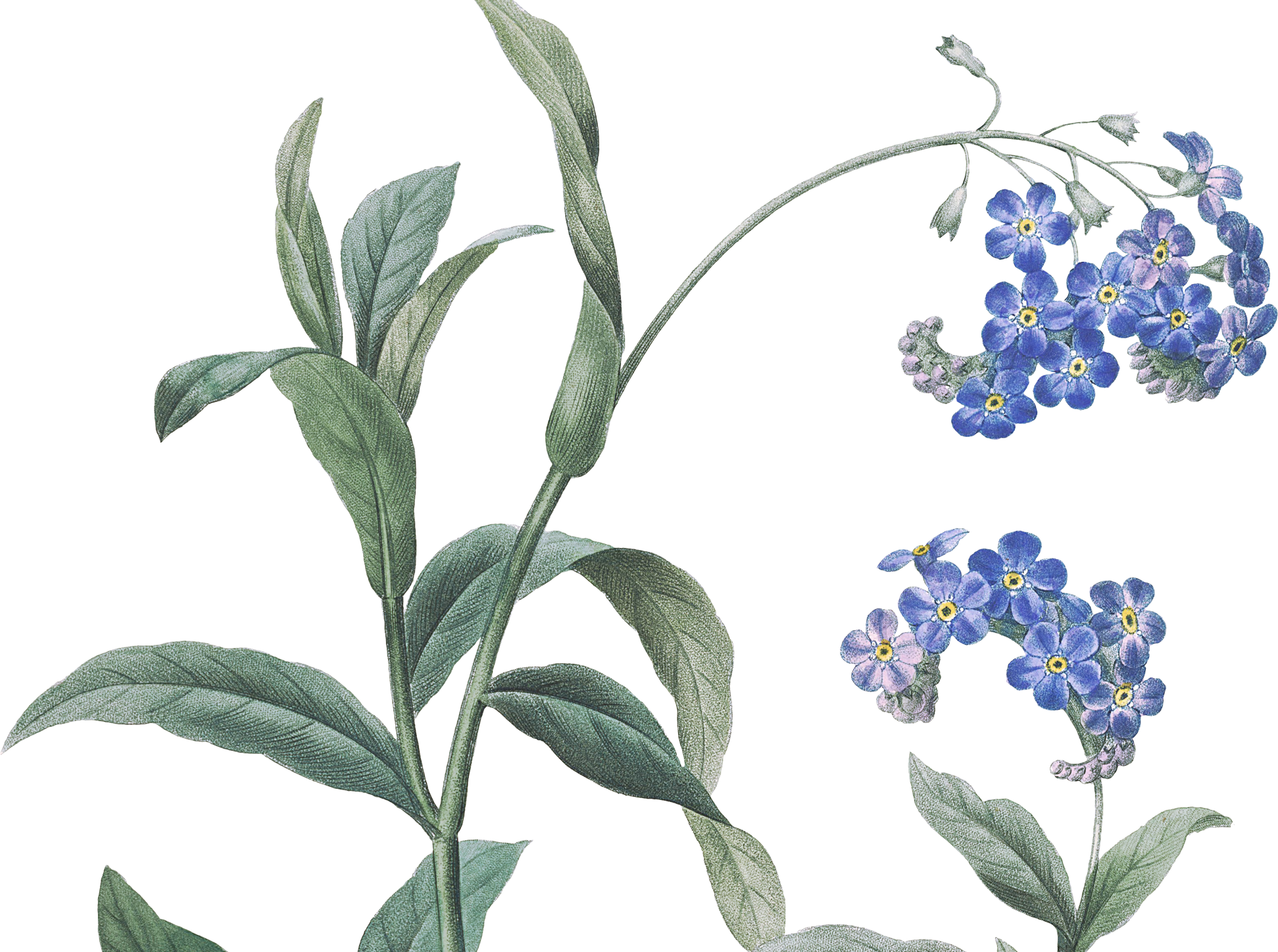 forget-me-not flowers