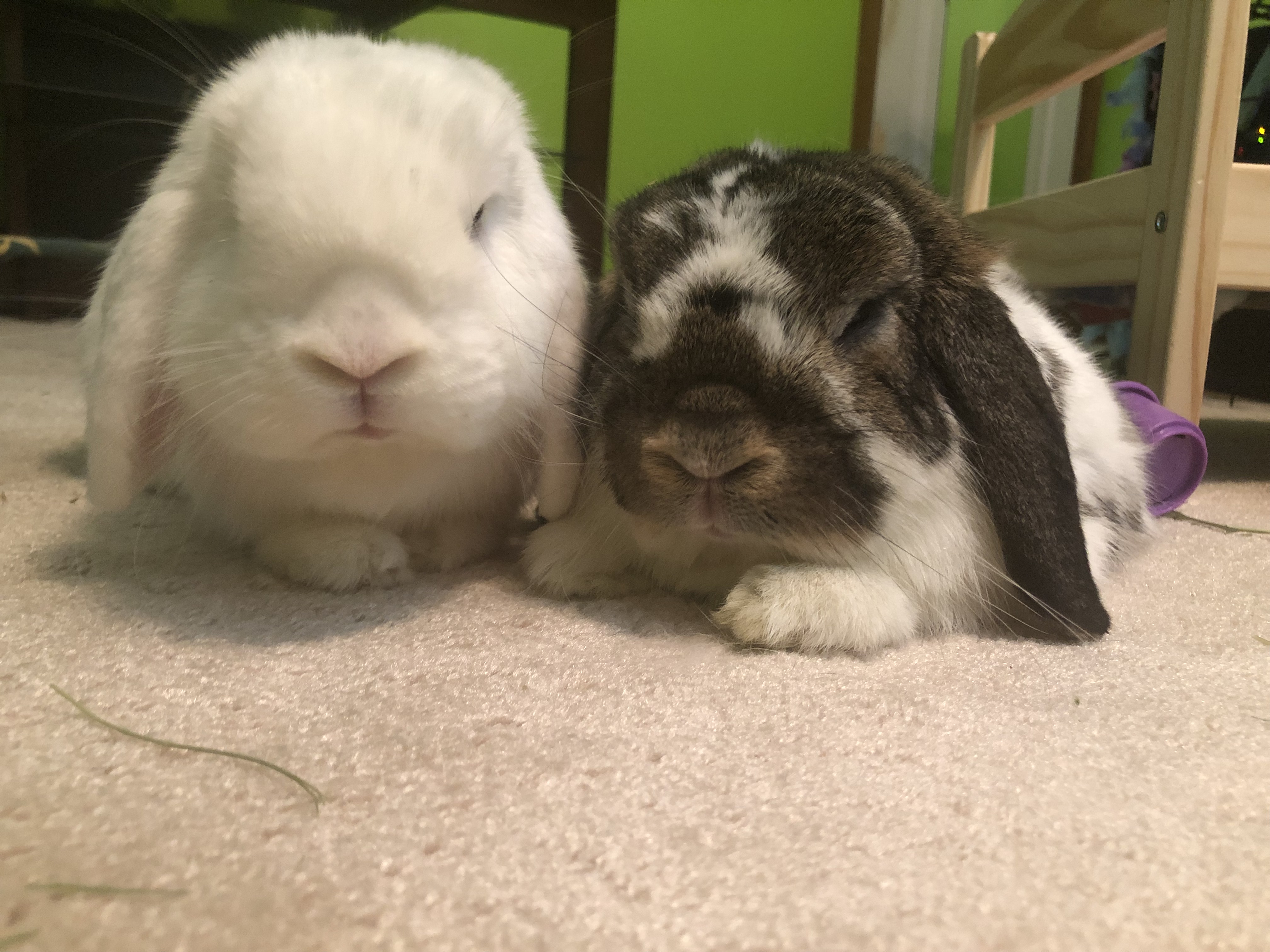 One white bunny alongside a brown and white bunny, snuggled together on the floor.