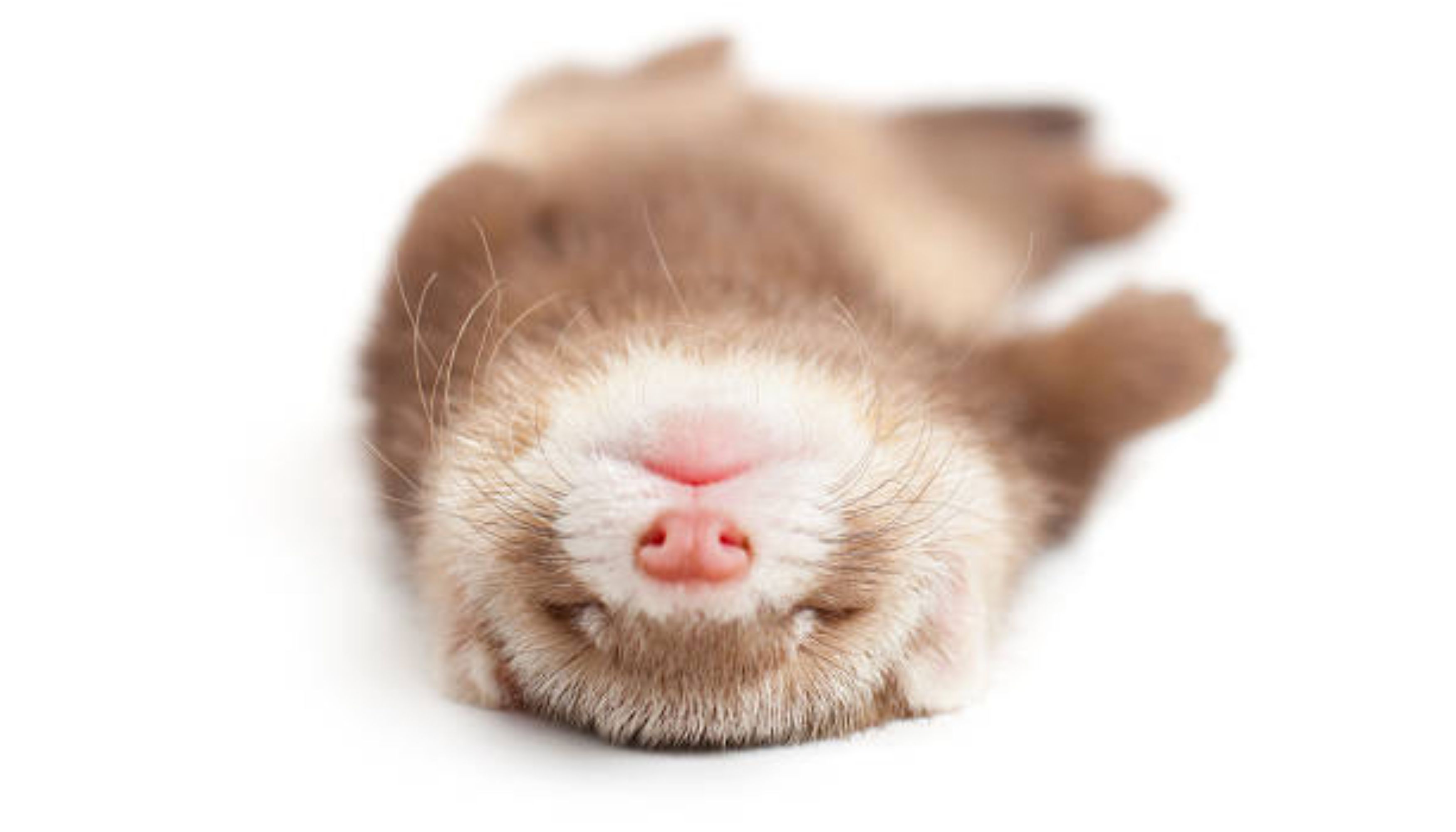 Lovely ferret