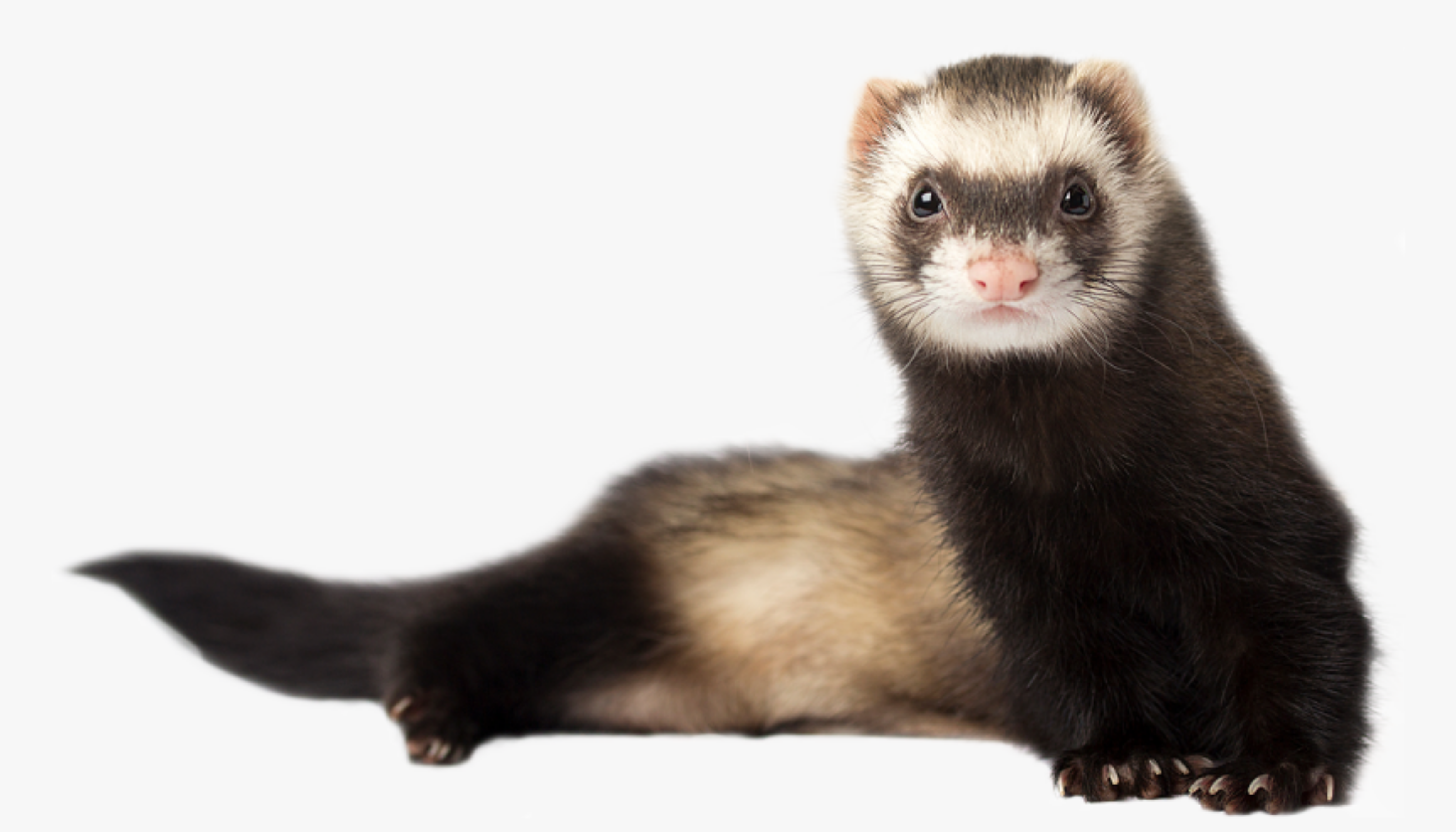 Lovely ferret