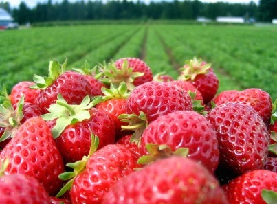 Strawberries in a green field