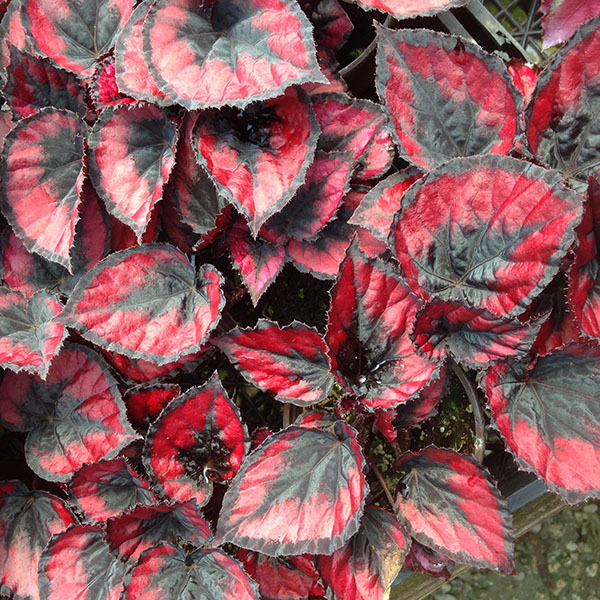 Red Kiss Rex Begonia plant
