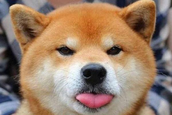 Shiba Inu