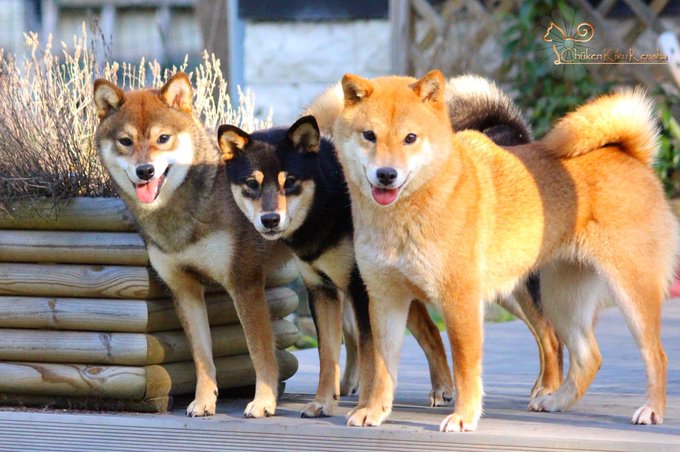 Shiba Colors