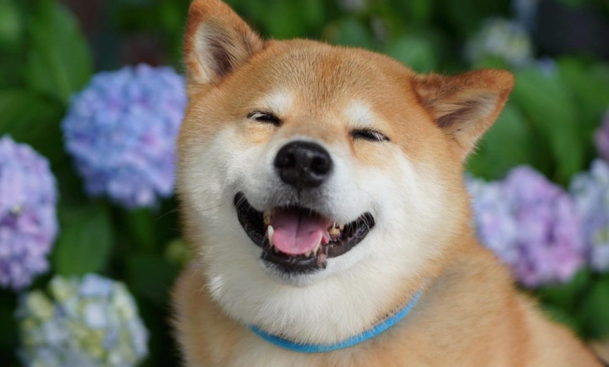 Shiba Inu