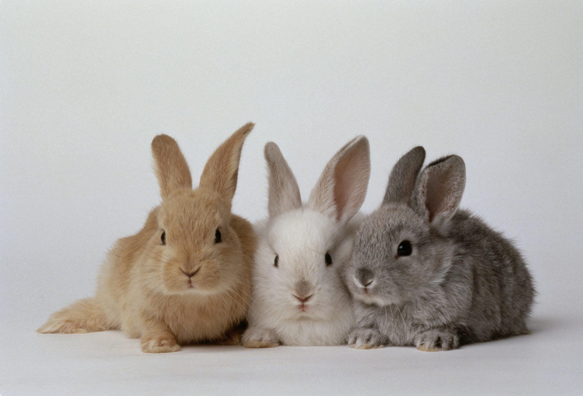 3 Bunnies