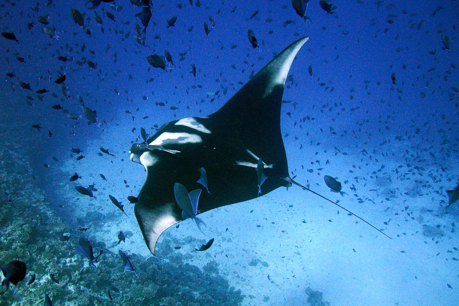An oceanic manta swimming in a blue ocean with white sand, coral, and surrounded by fish