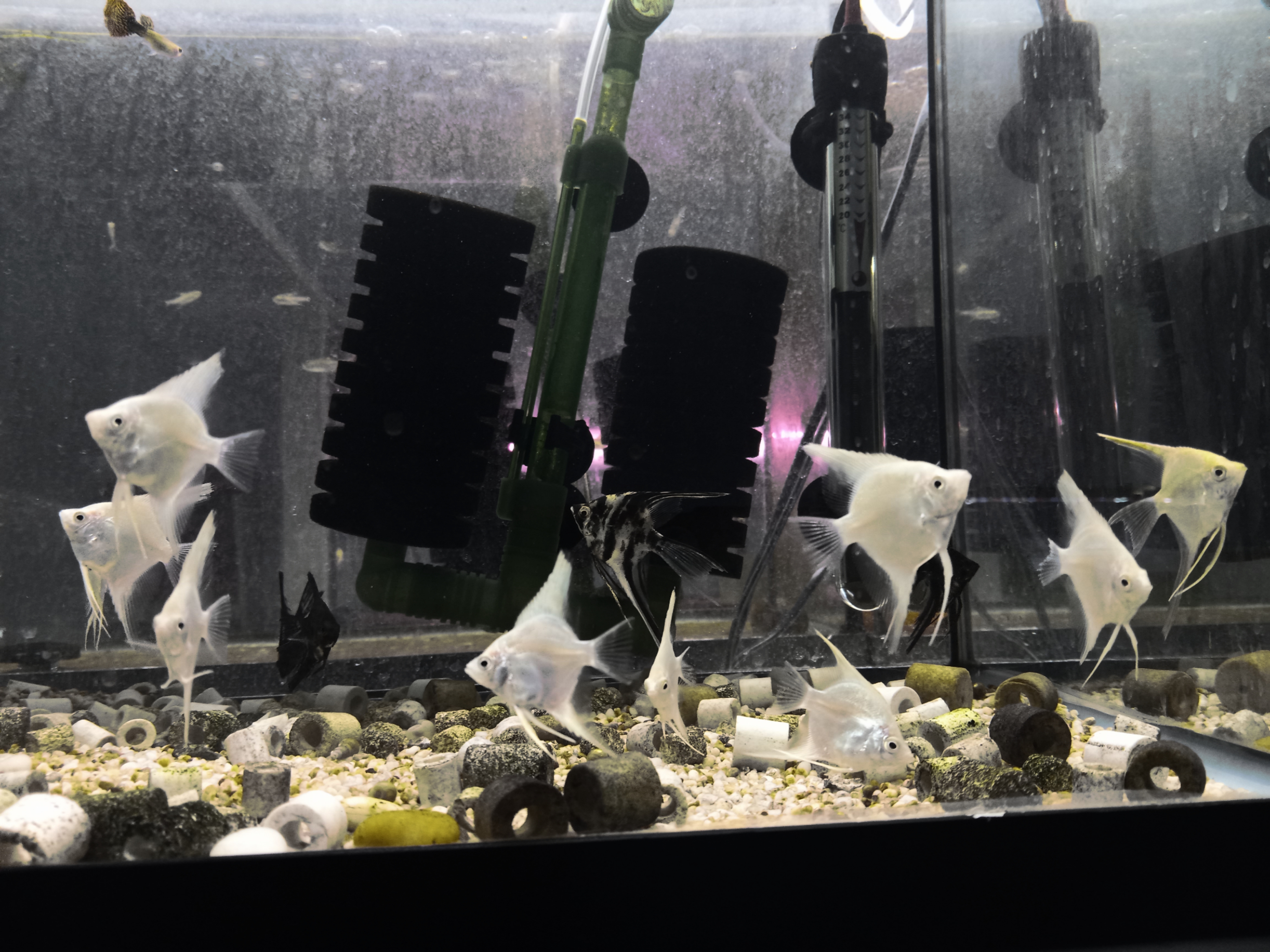 Platinum Angelfish Tank