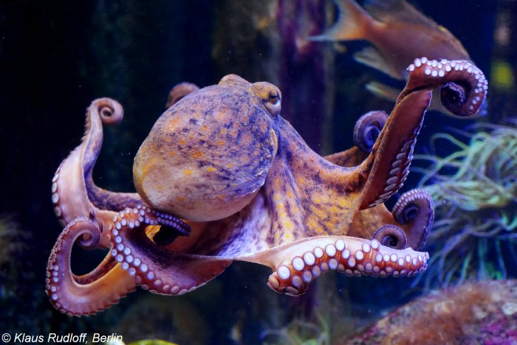 octopus swimming elegantly, picture by Klaus Rudloff.