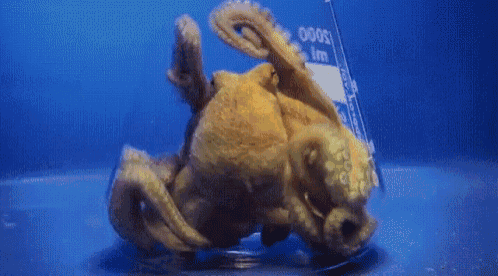 octopus squizzing itself to escape from an Erlenmeyer flask.