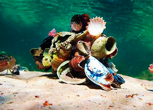 octopus hidding with shells, and zooming away.