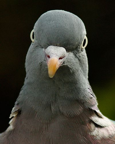 lovely pigeon