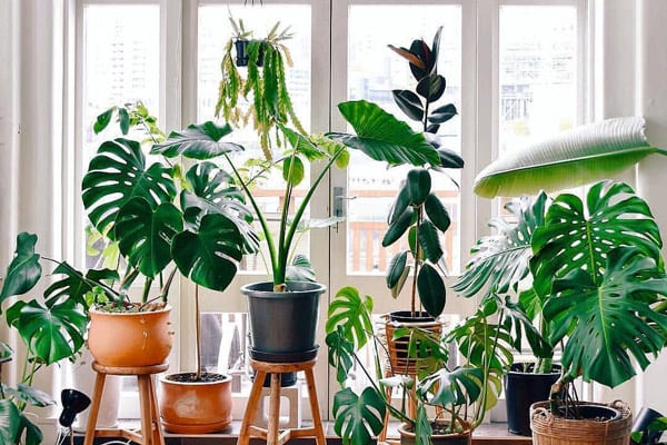Houseplants