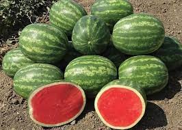 CA Watermelon