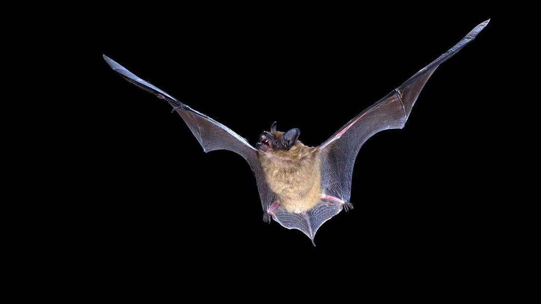 Bat in flight