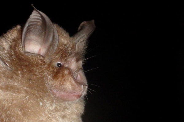 Greater horseshoe bat