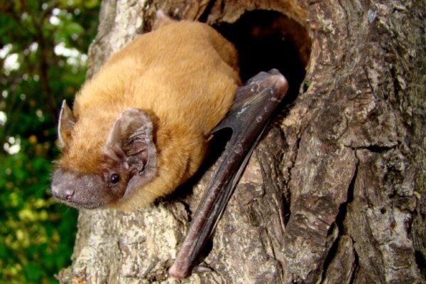 Noctule bat