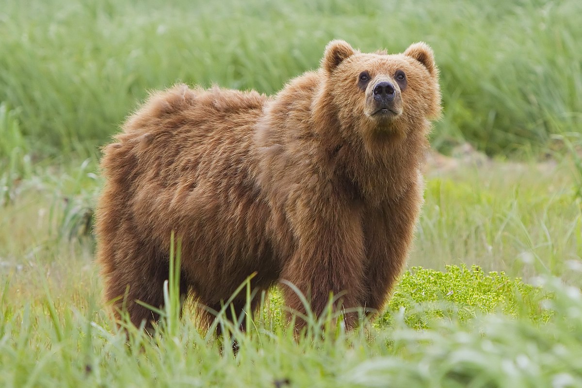 brown bear