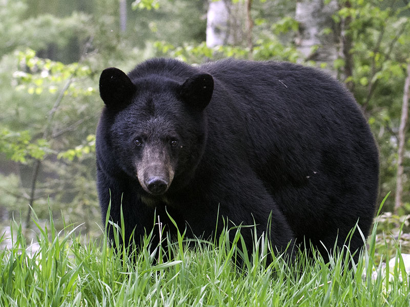 north american black bear