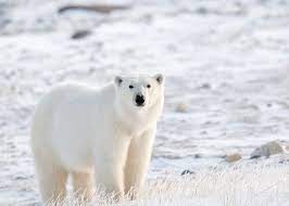 polar bear