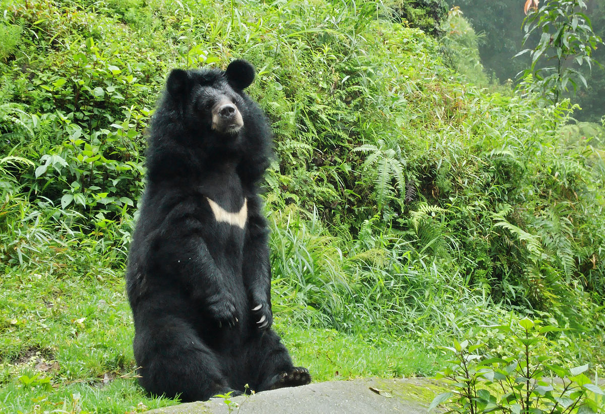 asiatic black bear