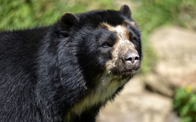 spectacled bear