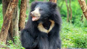 sloth bear