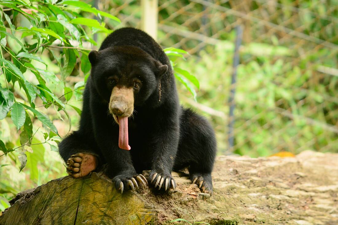 sun bear