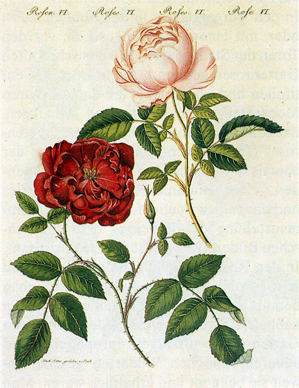 18th-century painting of rosa chinensis