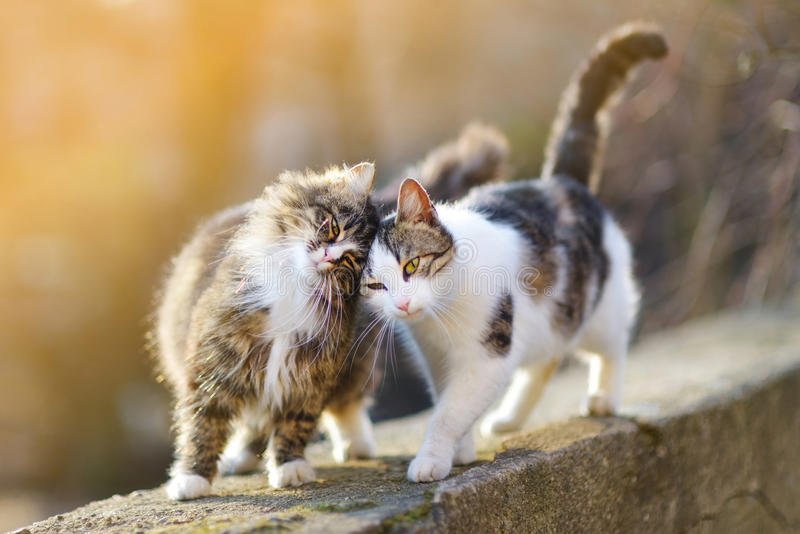 two cats walking