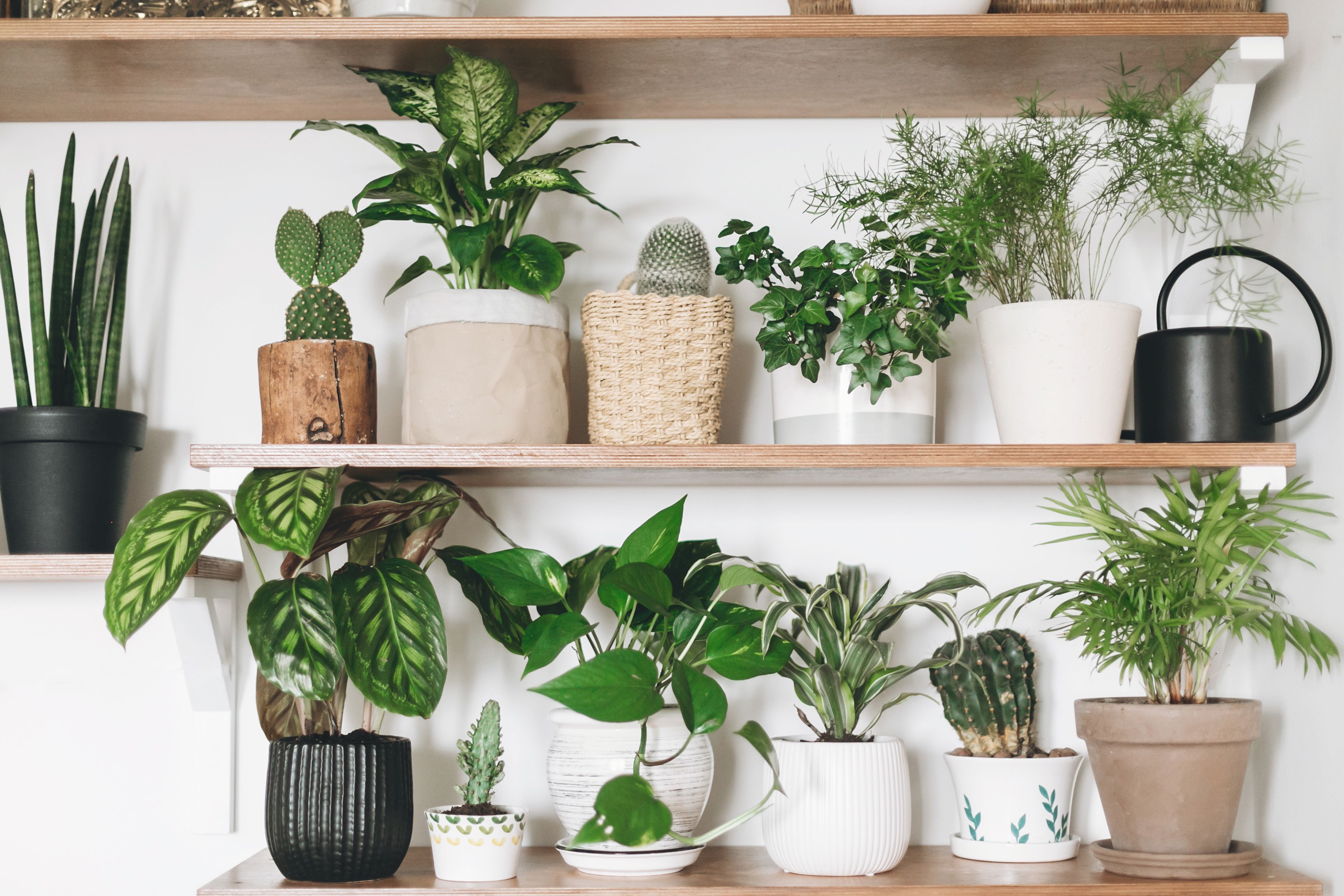 Indoor plants