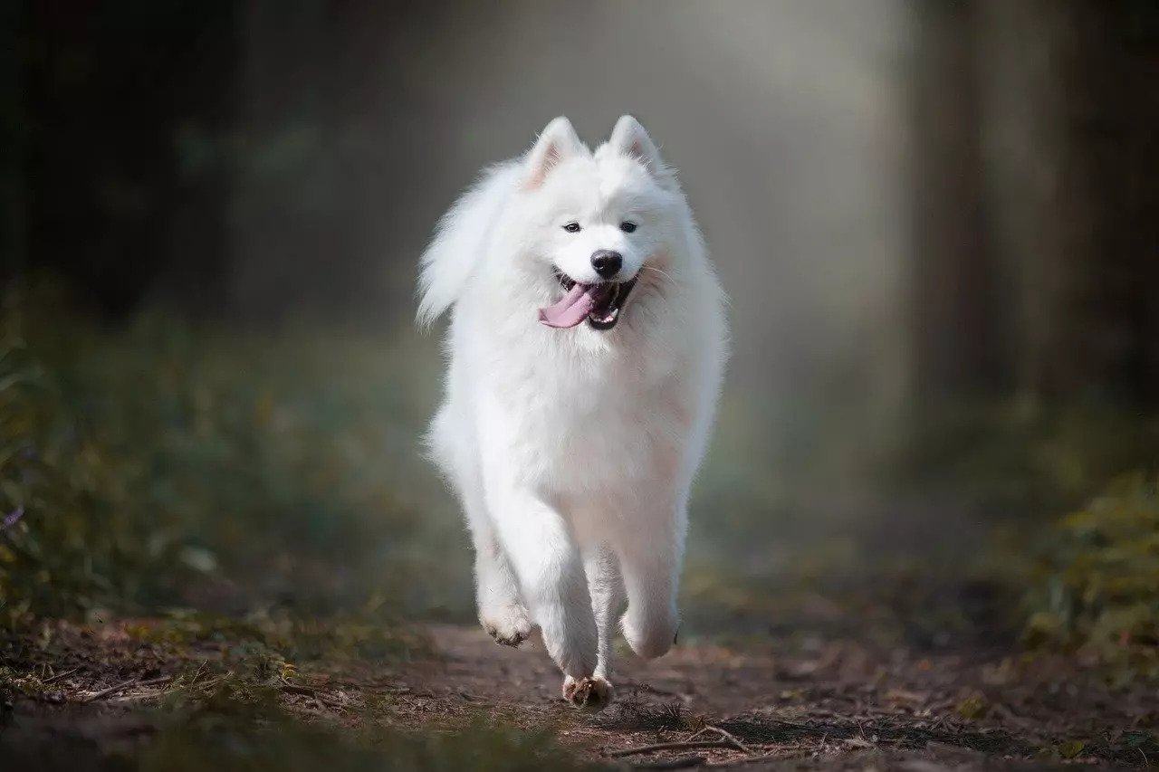 samoyed-dog