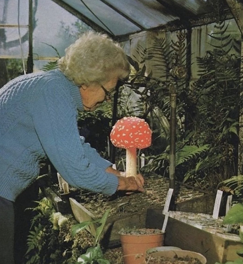 eldely woman growing mushroom