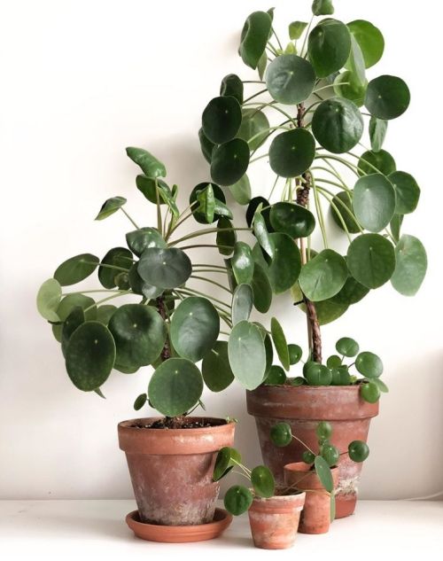 Chinese Money plant