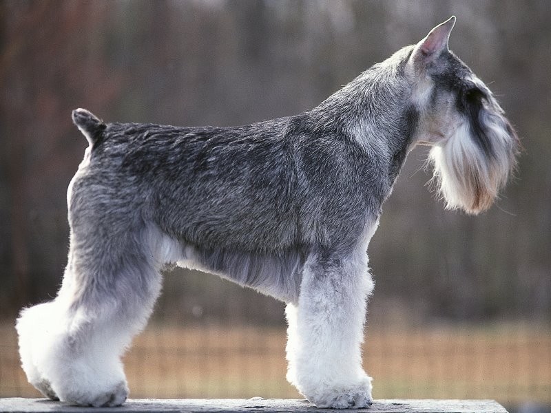 miniature schnauzer