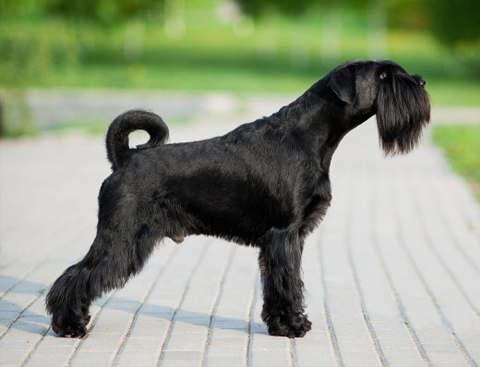 Standard schnauzer