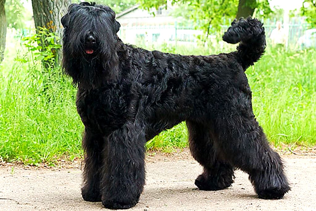 giant schnauzer