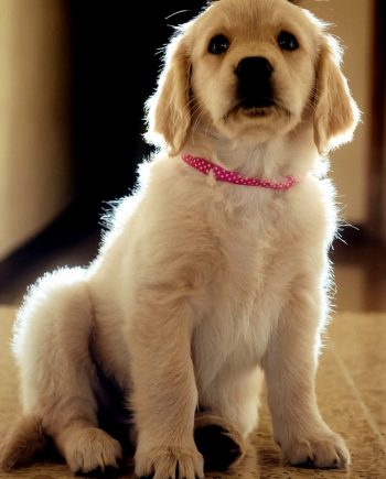 Another really cute Dog