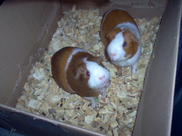 Two Guinea Pigs In A Box