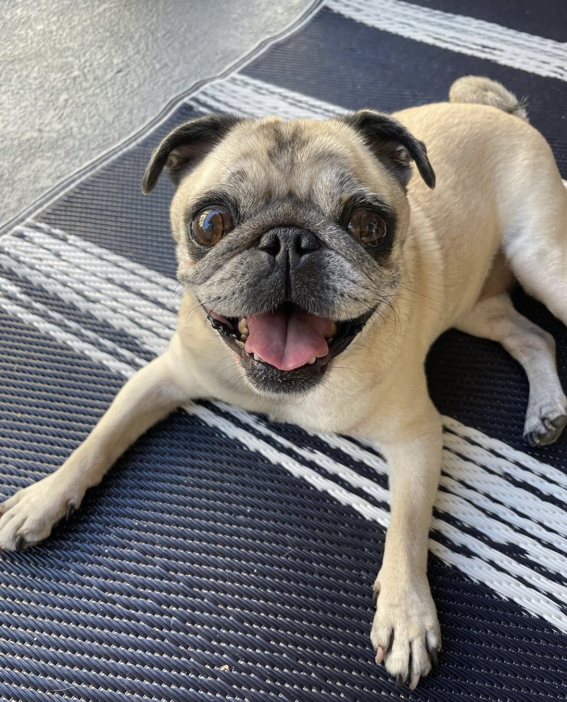 Penny the Pug