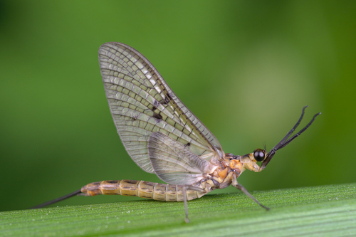 The Mayfly