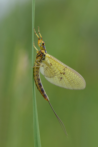 The Mayfly