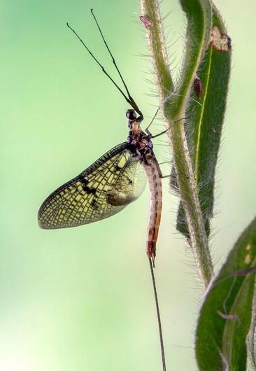 The Mayfly