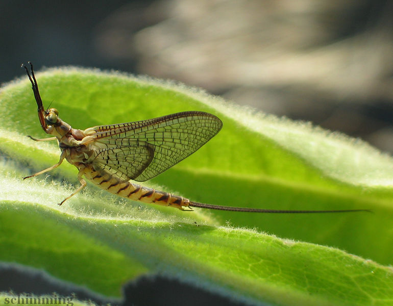 The Mayfly