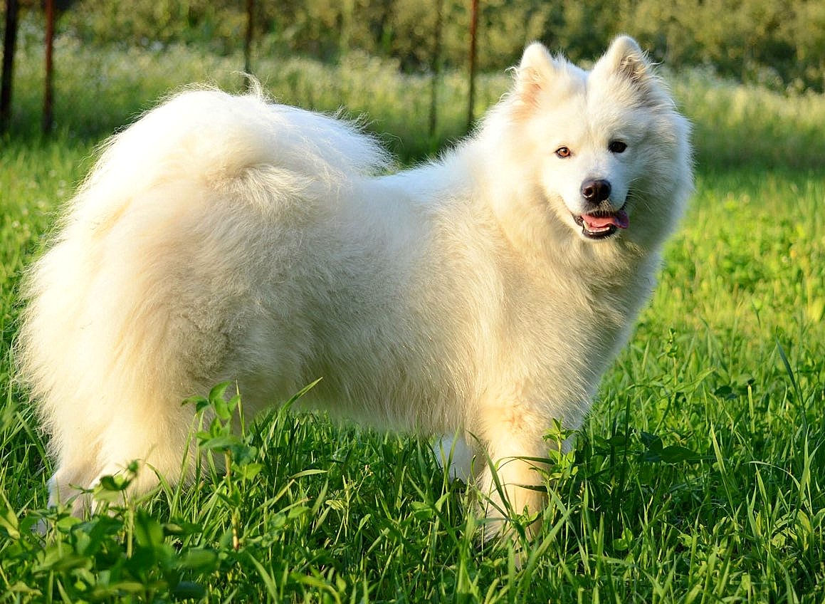 Ruby the Samoyed
