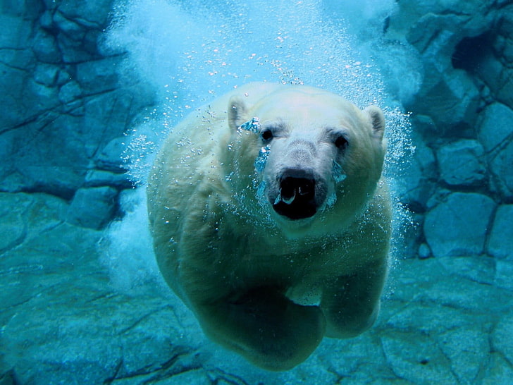 Polar Bear in water